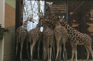 Giraffen Leipziger Zoo